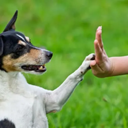 B&B Grappolo 아셰아