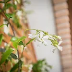 Grappolo Ascea